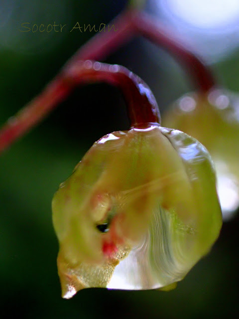 Ephippianthus schmidtii