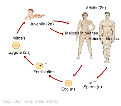 simple circulatory system diagram for kids. circulatory system diagram.