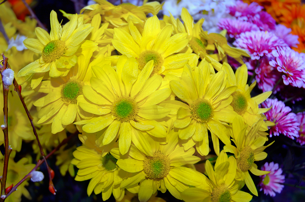 flowers for flower lovers.: Yellow flowers wallpapers.