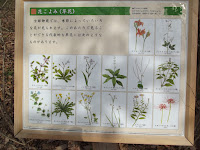 Understory wood plants - Kyoto Gyoen National Garden, Japan