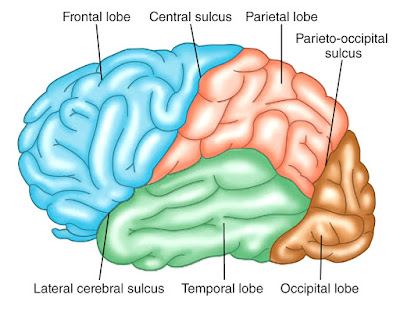 The lobes of the cerebrum.