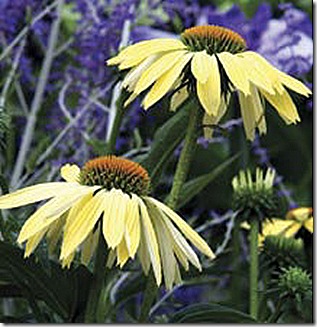 Echinacea_Sunrise