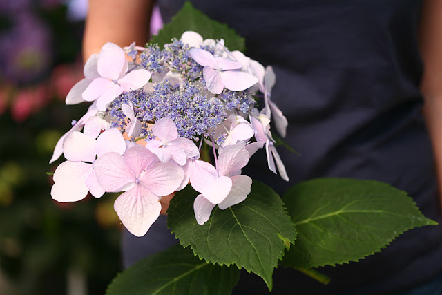 Let's Dance Diva! reblooming hydrangea from Proven Winners