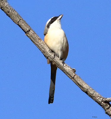 Long-tailed Shrike