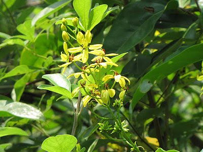 Maiden's Jealousy (Tristellateia australasiae)