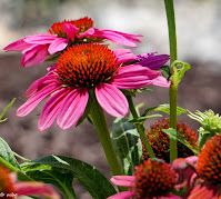 purple coneflowers photo by mbgphoto