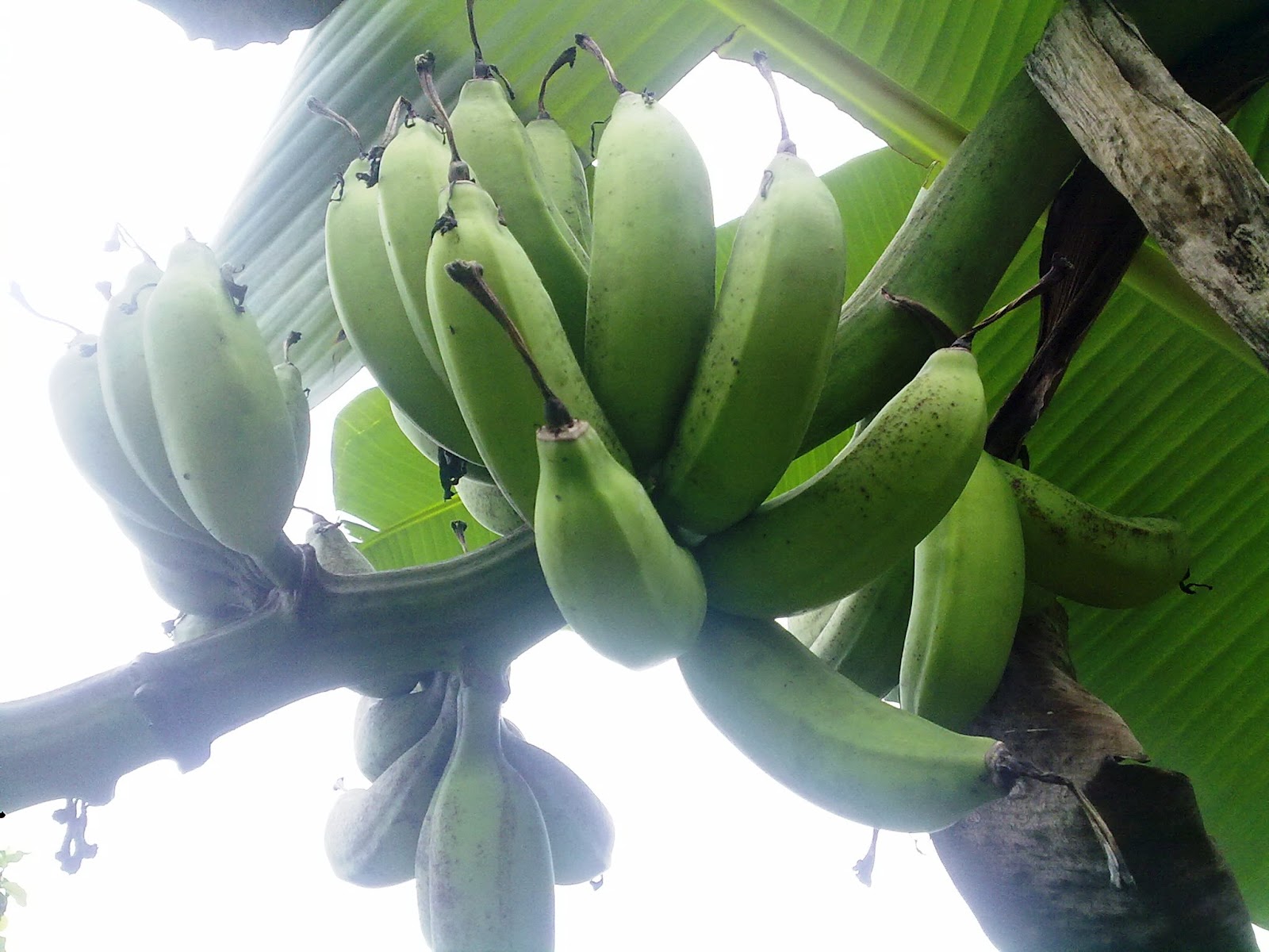 KEHIDUPAN DI KAMPUNG AKU ANAK PETANI 