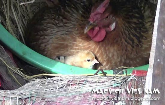 Cách cho gà ấp trứng vào mùa hè hiệu quả nhất