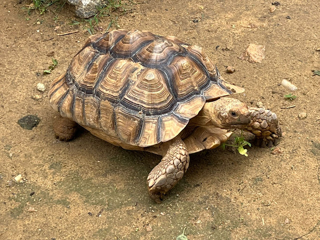 Tortoise at Praani pet sanctuary