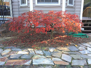 Dwarf Japanese Maple, After Pruning