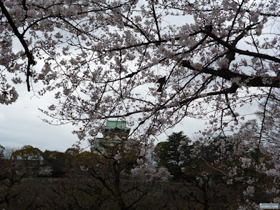 桜と大阪城