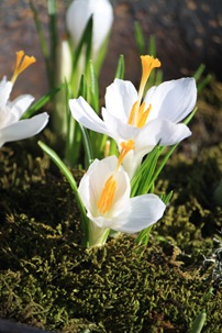 Krokus 017