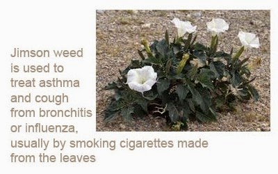 Jimson weed treat asthma 