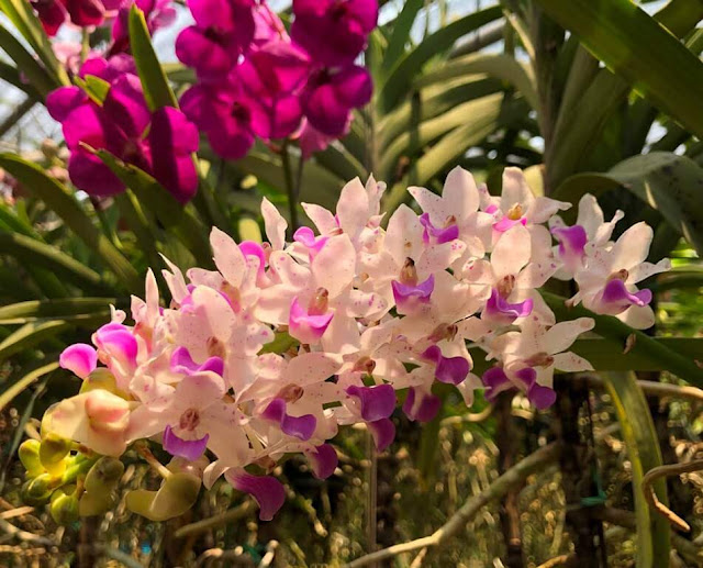 Orquídeas de Chiang Rim - Tailândia