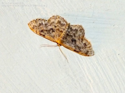 https://www.biodiversidadvirtual.org/insectarium/Idaea-inquinata-(Scopoli-1763)-img1001277.html