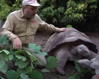 Giant Tortoise