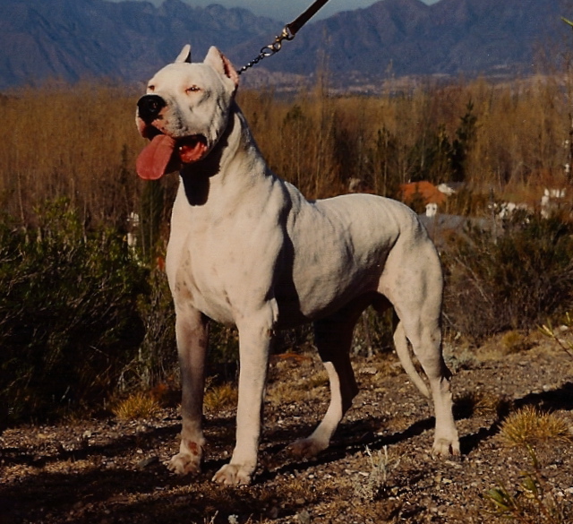 Extreme Dog Breeds: Dogo Argentino