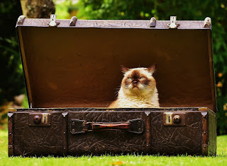 A cat sat in an antique suitcase outdoors, on a lawn, with trees in the background. The cat looks somewhat imperious.