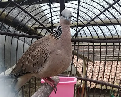 Burung Tekukur Kuk 2 Gacor