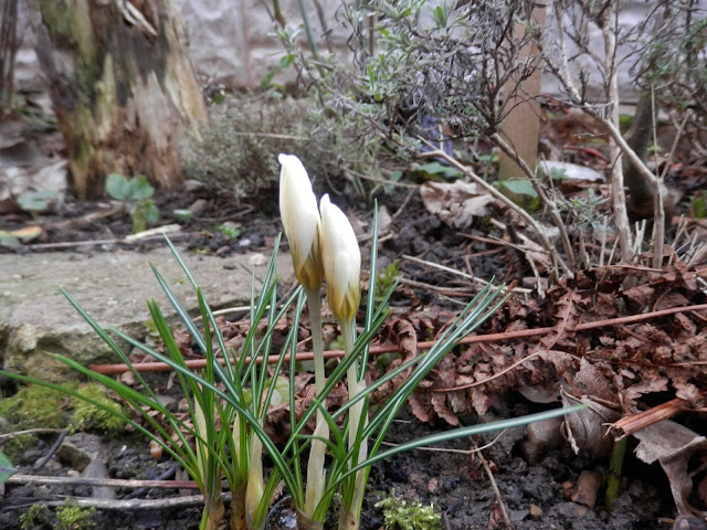 Diary of a suburban permaculture (ish) garden, Winter 2017-18. By UK garden blogger secondhandsusie.blogspot.com #gardenblogger #suburbanpermaculture #ediblegarden #organicgarden #suburbangarden 