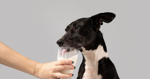 Can Dogs Drink Oat Milk – What You Need To Know