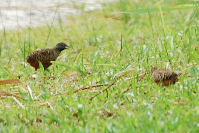 Barred buttonquail, Lorong Halus