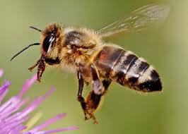 معلومات غريبة عن عالم النحل سبحان الله