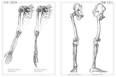 Alessandro Piedimonte's Blog: Bone drawings