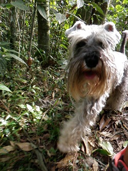 Pets 4_3 (25)