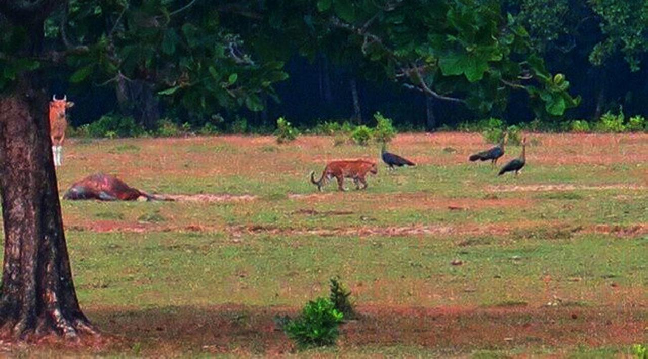 Harimau Jawa ditemukan di  Padang Penggembalaan Cidaon 