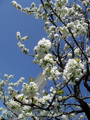 free cherry blossom image