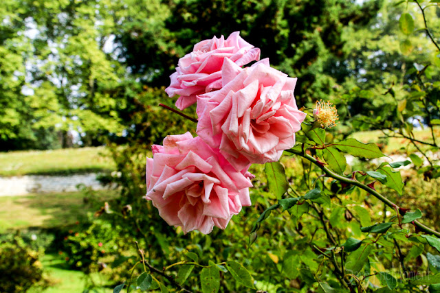 Rosen Blumengärten Insel Mainau, Bodensee