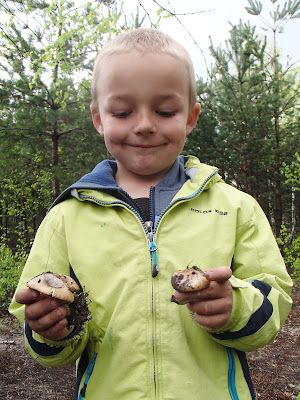 Grzyby wiosenne, grzyby w maju, grzyby na Pustyni Błędowskiej, grzybobranie w maju, grzyby jadalne w maju, szczaw, zupa szczawiowa, maślak zwyczajny Suillus luteus, Leccinum scabrum koźlarz babka, Calocybe gambosa gęśnica wiosenna, majówka wiosenna