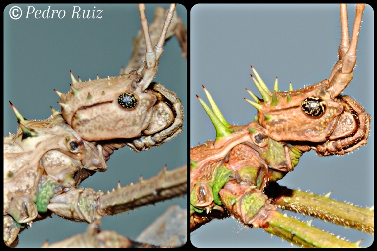 Detalle de la cabeza de una hembra y un macho de Haaniella grayii