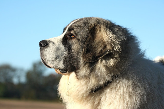 "Regal Pyrenean Mastiff dog showcasing its majestic stature and calm demeanor, representing the breed's impressive guardian qualities and gentle nature."