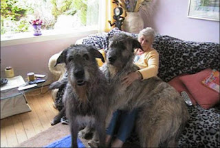 اكبر واضخم الكلاب في العالم احجام غير طبيعيه 41199255al0.jpg