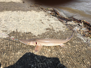 Catching Sturgeon, Sturgeon, Fishing