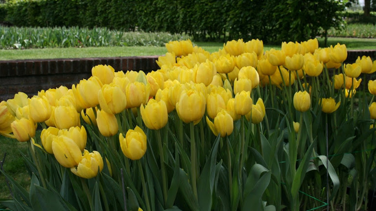 Tulips Flowers HD Wallpaper 9