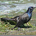 Common Grackle - Quiscalus quiscula