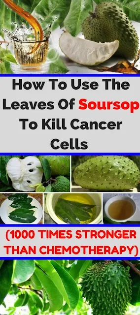 The Leaves Of Soursop Are 1,000 Times Stronger At Killing Cancer Cells Than Chemotherapy!