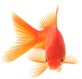 Best Goldfish
