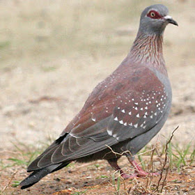 paloma de Guinea Columba guinea