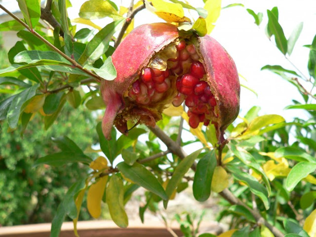 Pomegranate Pictures