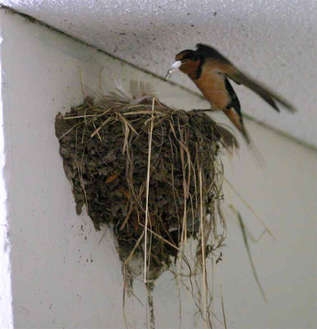 Photos Of Bird Nests