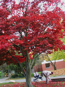 Palmatum Aceraceae