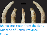 http://sciencythoughts.blogspot.co.uk/2014/01/rhinoceros-teeth-from-early-miocene-of.html