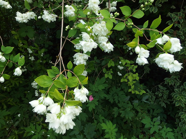 Beautiful double blooms