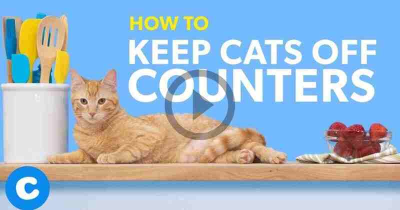 How To Keep Cats Off Counters | Chewy