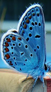 Butterflies Samsung Galaxy S3 Animal Wallpapers