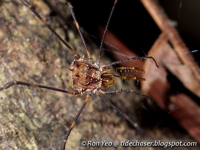 Harvestman (Order Opiliones)